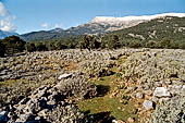 Creta - Le pendici meridionali dei Monti Bianchi  nei pressi di Hora Sfakion con la caratteristica vegetazione detta frigana.  